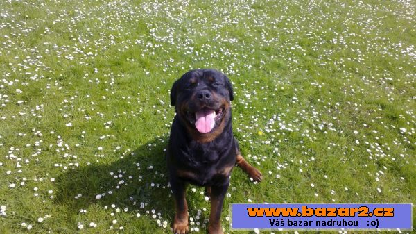 Štěňata Rotvajlera, Rottweilera