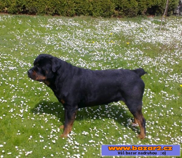 Štěňata Rotvajlera, Rottweilera