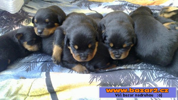 Štěňata Rotvajlera, Rottweilera