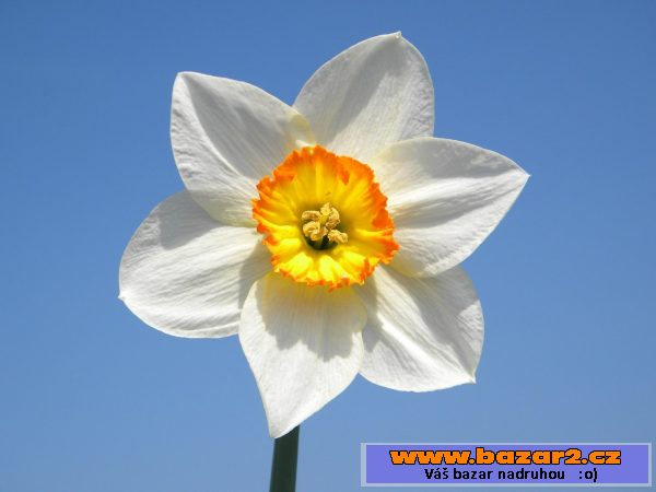 Cibulky narcisu po 3Kč/ks