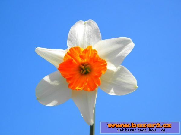 Cibulky narcisu po 3Kč/ks