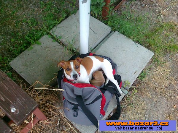 Kříženec Jack Russel a jezevčík