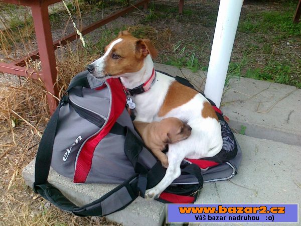 Kříženec Jack Russel a jezevčík