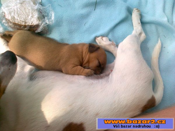 Kříženec Jack Russel a jezevčík