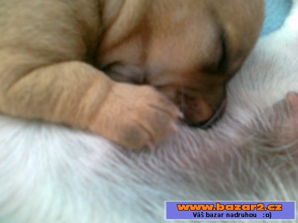 Kříženec Jack Russel a jezevčík