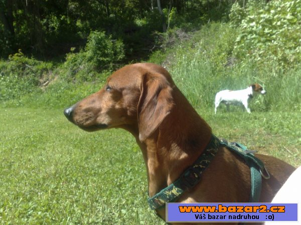 Kříženec Jack Russel a jezevčík