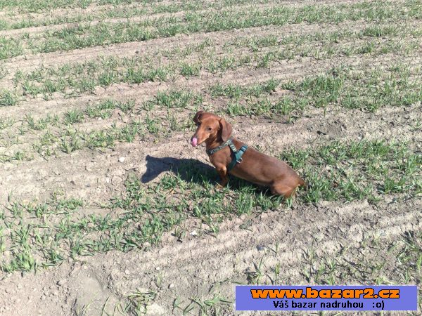 Kříženec Jack Russel a jezevčík