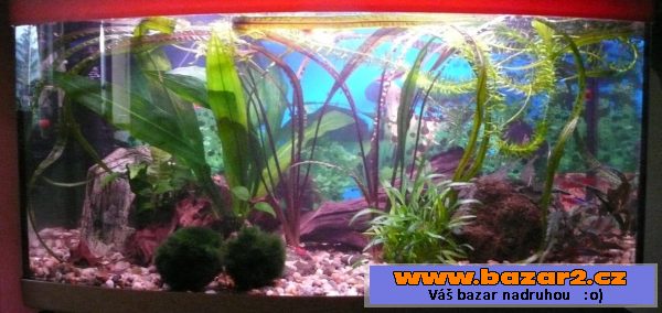 Zařízené akvarium i s rybičkami