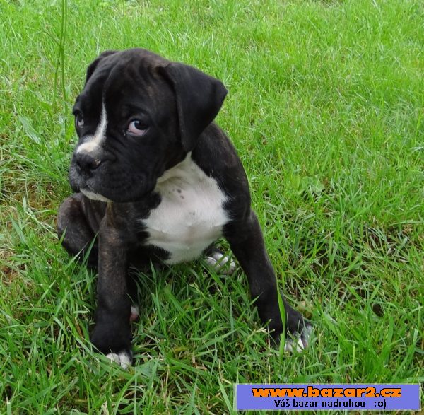 Boxer - šteniatko - psík