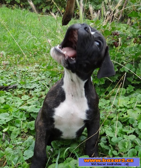 Boxer - šteniatko - psík