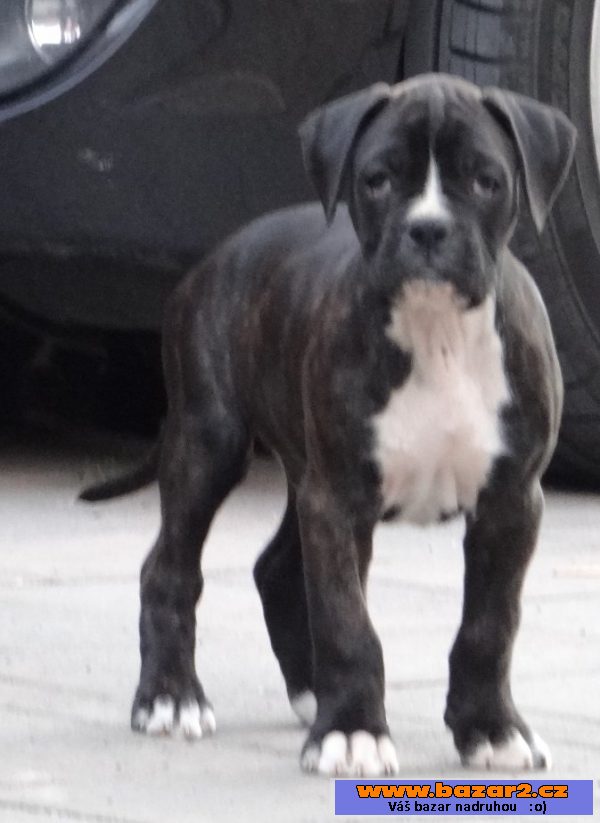 Boxer - šteniatko - psík