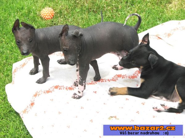 Xoloitzquintle - mexický naháč s PP