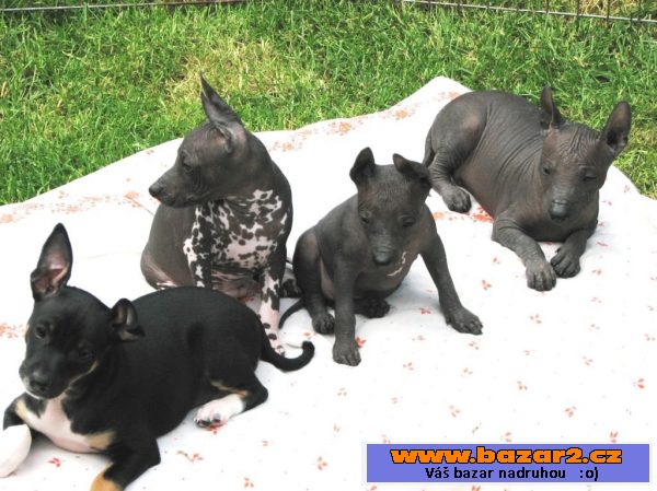 Xoloitzquintle - mexický naháč s PP