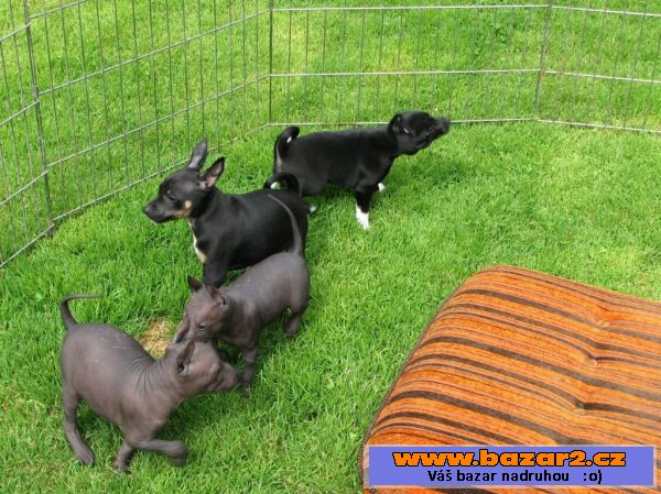Xoloitzquintle - mexický naháč s PP