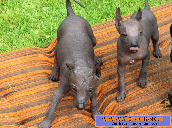 Xoloitzquintle - mexický naháč s PP