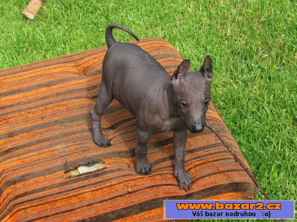 Xoloitzquintle - mexický naháč s PP