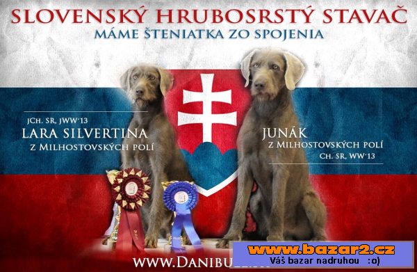 Slovenský hrubosrstý ohař - stavač