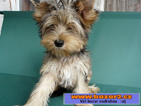 Jorkšírský terier - blue merle