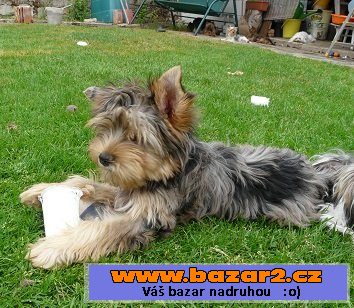 Jorkšírský terier - blue merle
