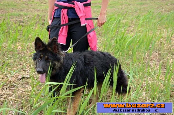 Uschi – ročná, poslušná fenka