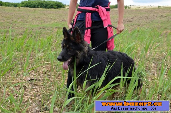Uschi – ročná, poslušná fenka
