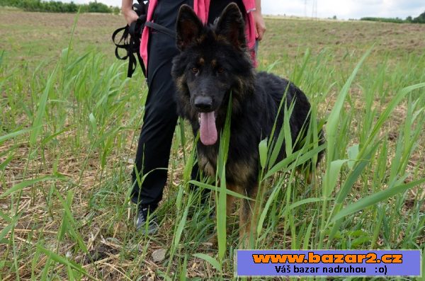 Uschi – ročná, poslušná fenka