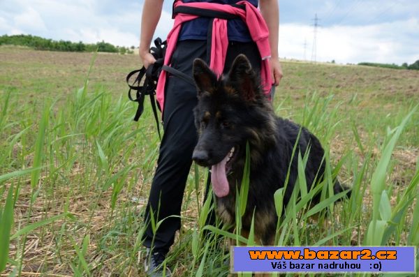 Uschi – ročná, poslušná fenka