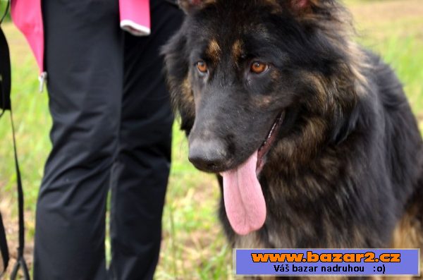 Uschi – ročná, poslušná fenka