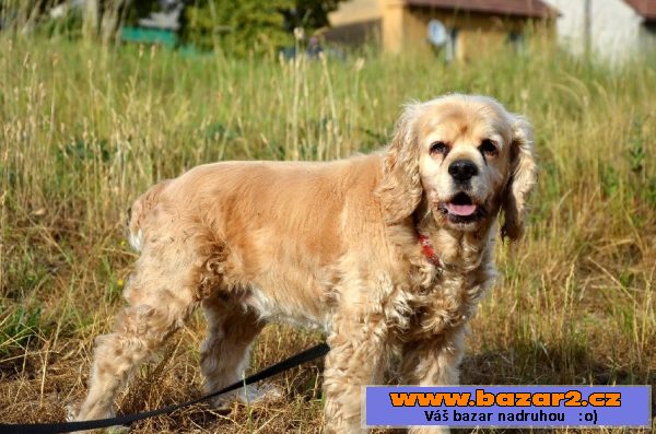 Lily – staršia, fenka amer. kokra