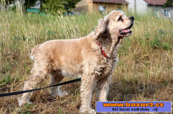 Lily – staršia, fenka amer. kokra