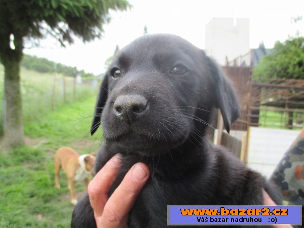 štěňátko labradora