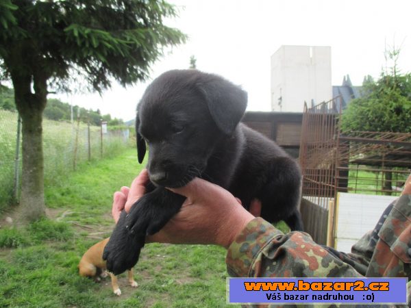 štěňátko labradora
