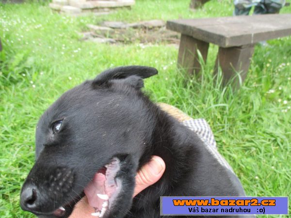 štěňátko labradora