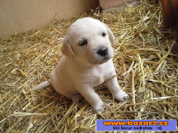 Labrador - čistokrevná štěňátka