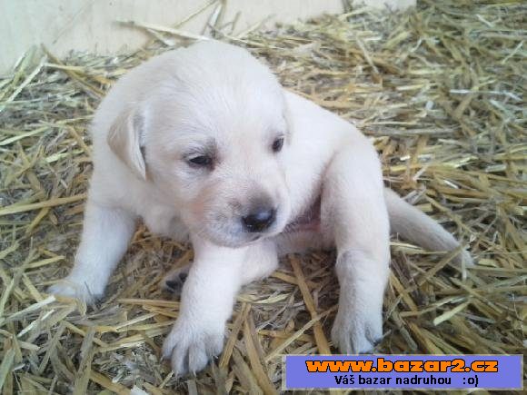 Labrador - čistokrevná štěňátka