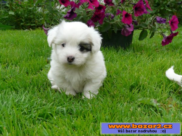Coton de Tulear s PP