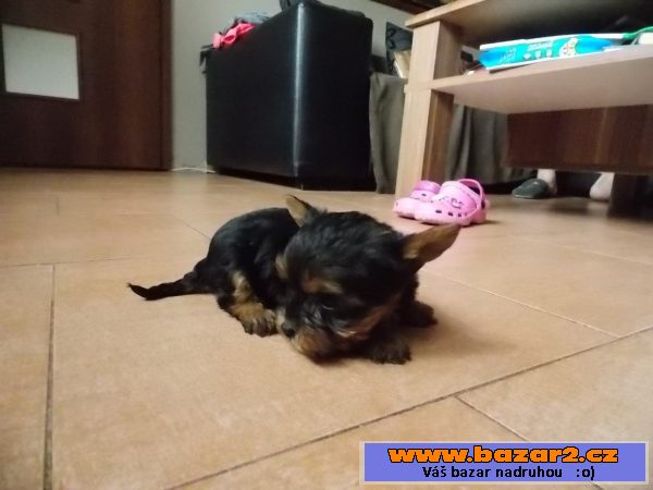 Prodám luxusní fenku yorkšíra