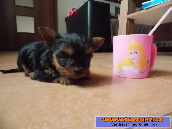 Prodám luxusní fenku yorkšíra