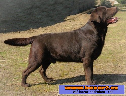 Štěňata čokoládového labradora s PP