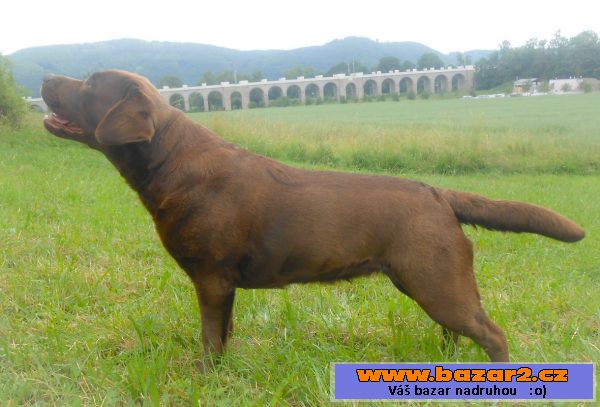 Štěňata čokoládového labradora s PP