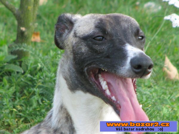 Vipet, whippet, malý chrt