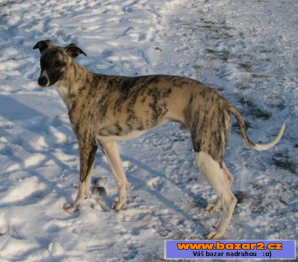 Vipet, whippet, malý chrt