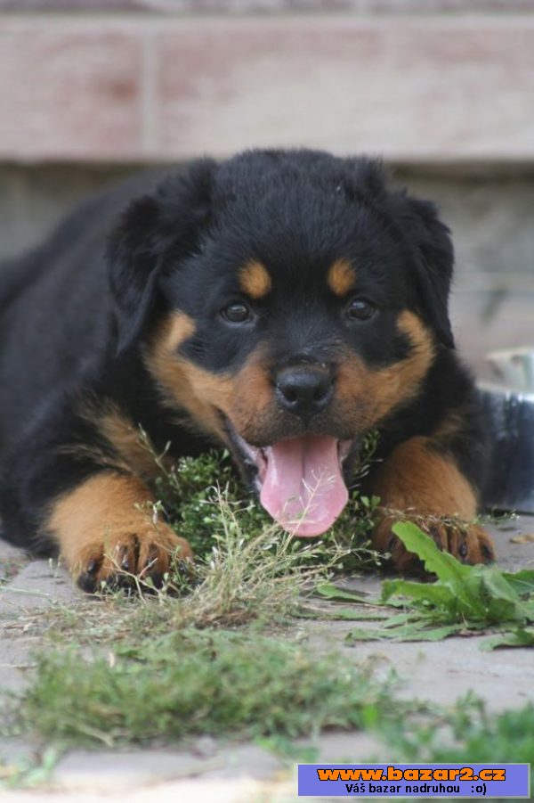 Rottweiler s průkazem původu
