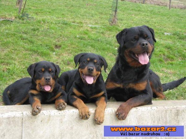 Rottweiler s průkazem původu