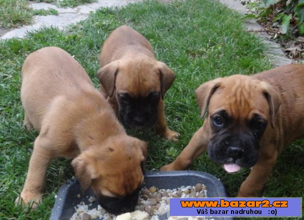 Boxer fenka