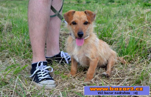Odie darujem za vet. poplatok