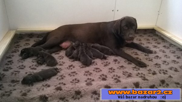 Štěnátka retrívrů a labradorů s pp