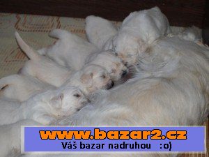 Štěnátka retrívrů a labradorů s pp