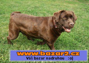 Štěnátka retrívrů a labradorů s pp