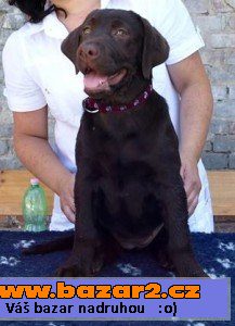Štěnátka retrívrů a labradorů s pp